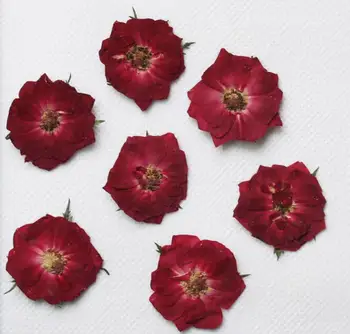 250pcs Pritisnete Posušene Rose Cvet Rastline Za Herbarij Epoksi Smolo, Nakit, Izdelava Zaznamek Telefon Primeru Obraz Ličila Nail Art DIY
